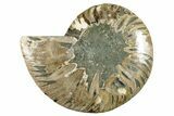 Cut & Polished Ammonite Fossil (Half) - Madagascar #282608-1